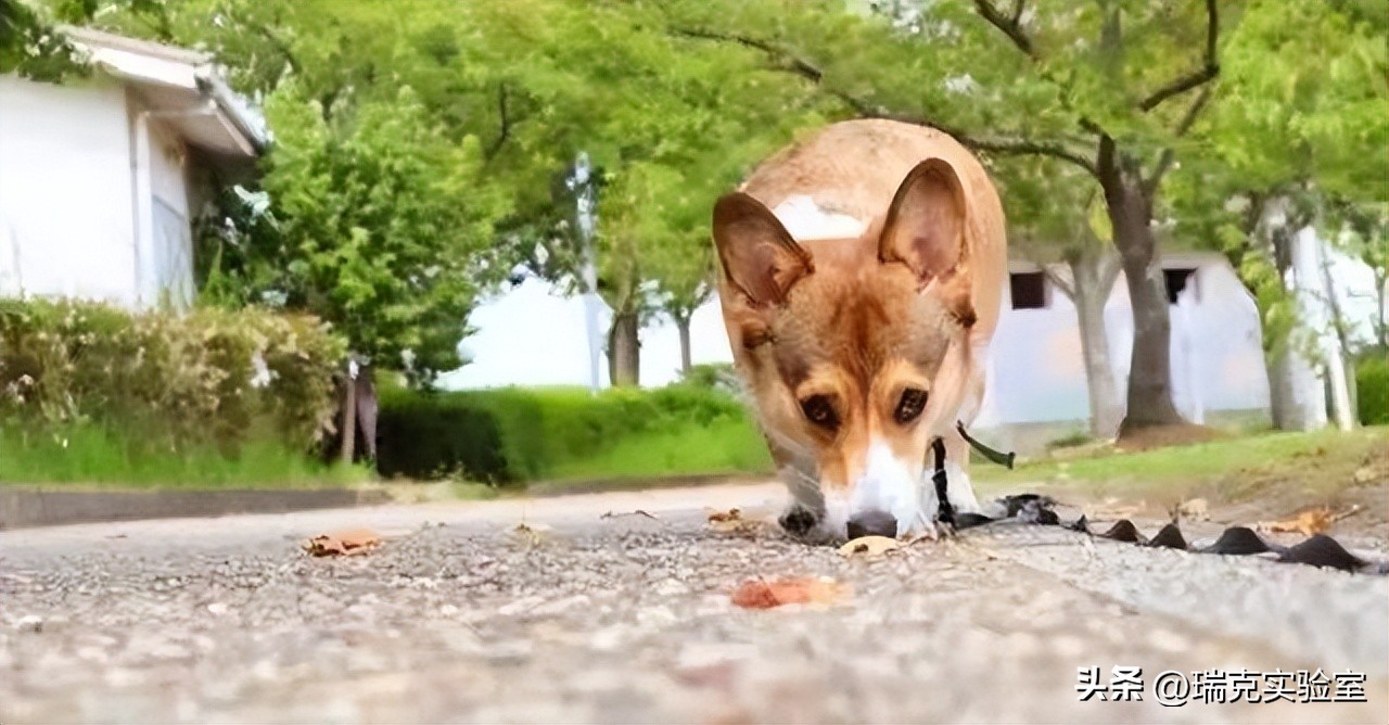 为什么狗狗交配前会先闻屁股，看似尴尬的小动作，却充满科学知识
