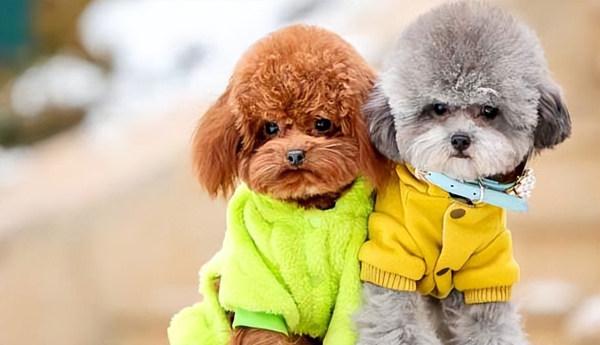 智商排名前十的狗是谁,狗智商排名前十