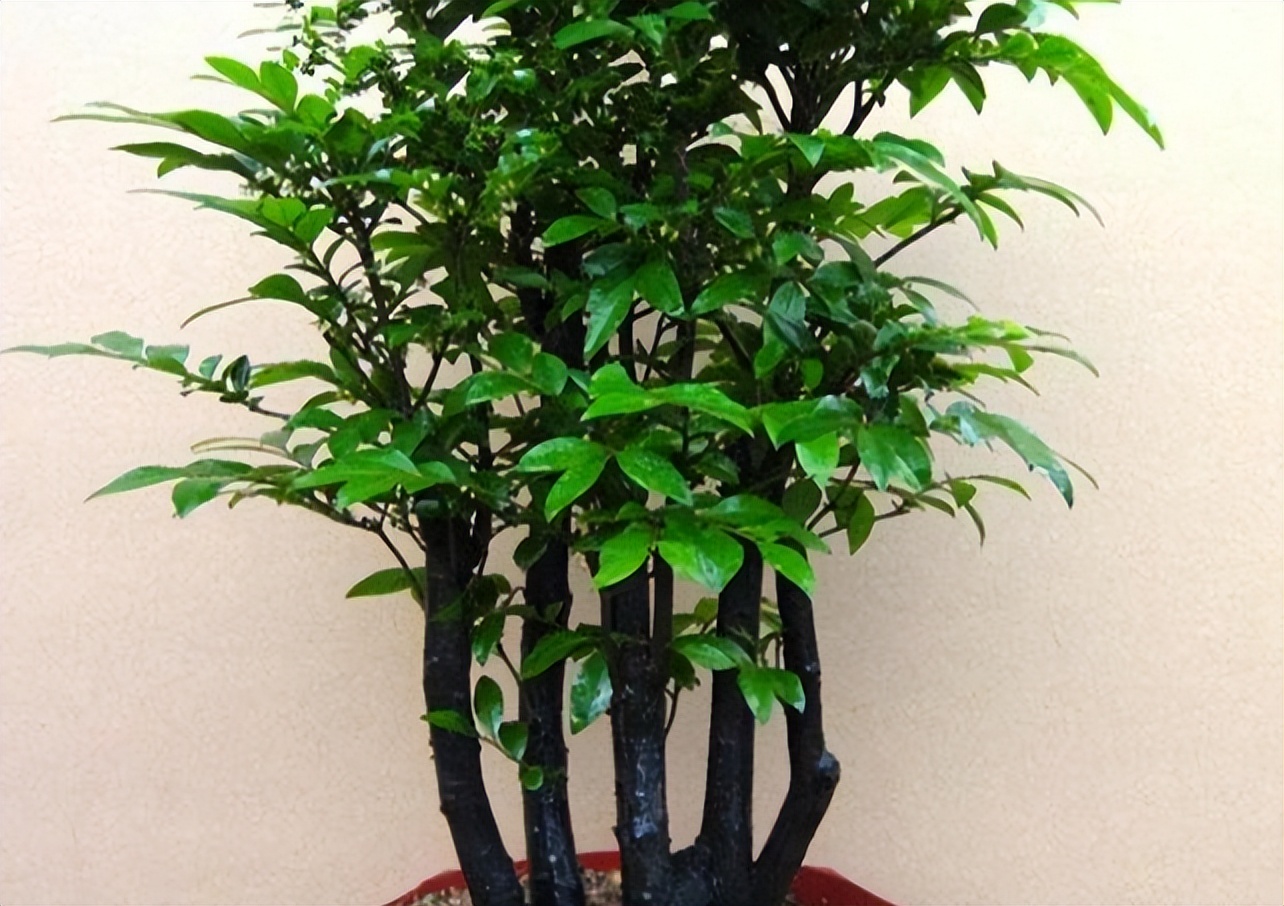 有个院子养点什么好养,庭院古董盆景