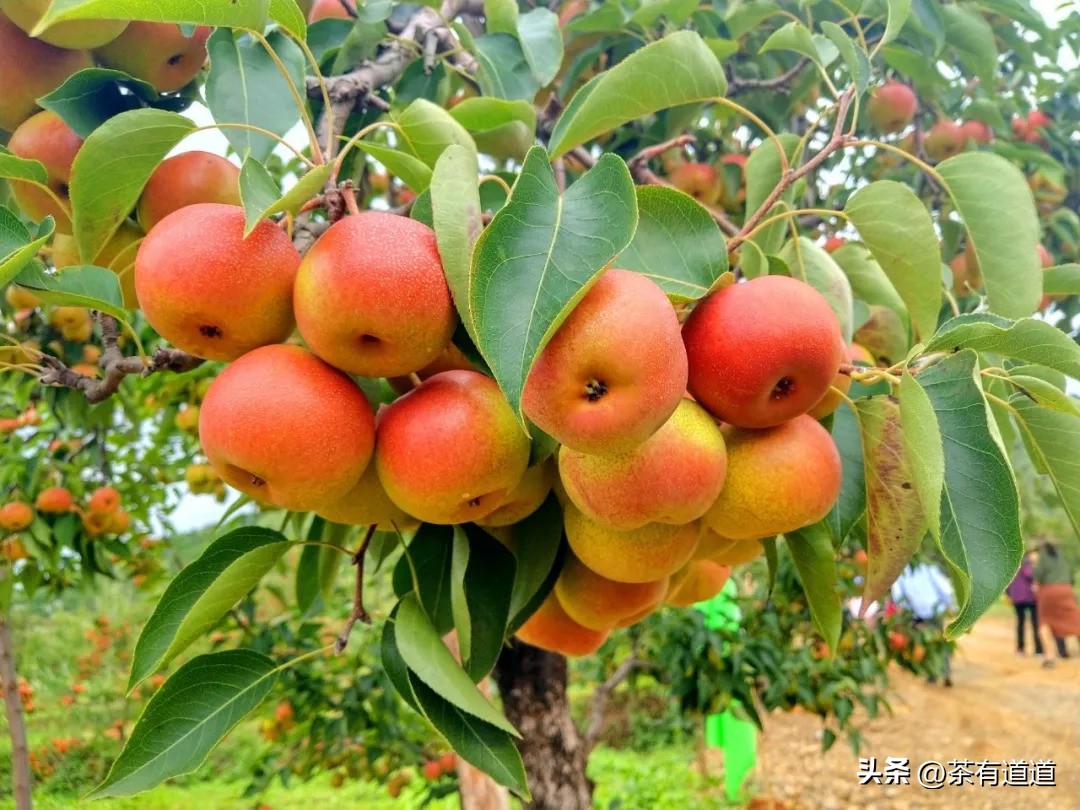 川滇茶马古道上的古镇有哪些,弥渡的茶马古道