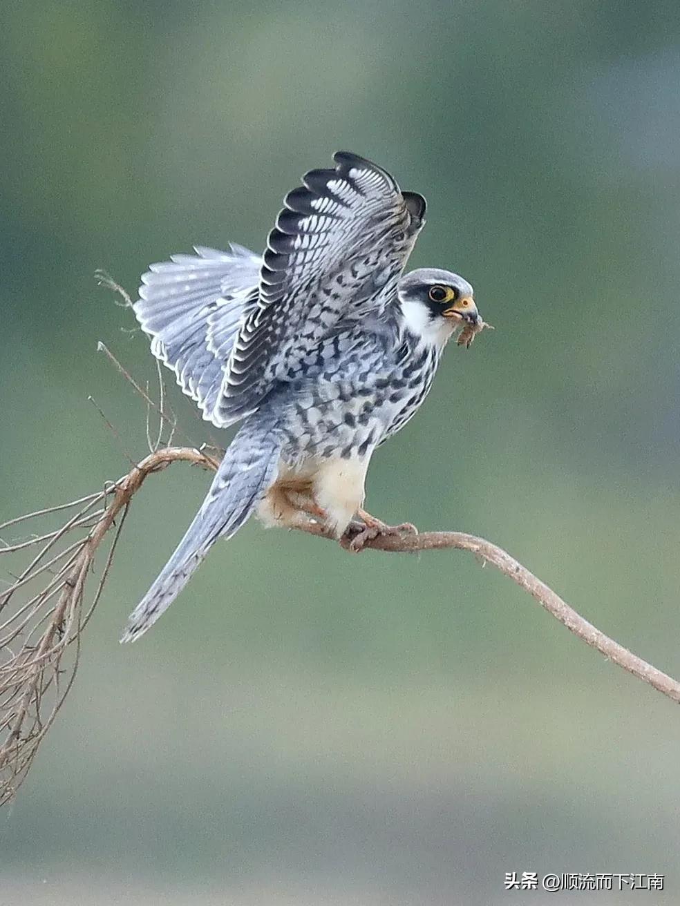 红脚隼叫声,红脚隼