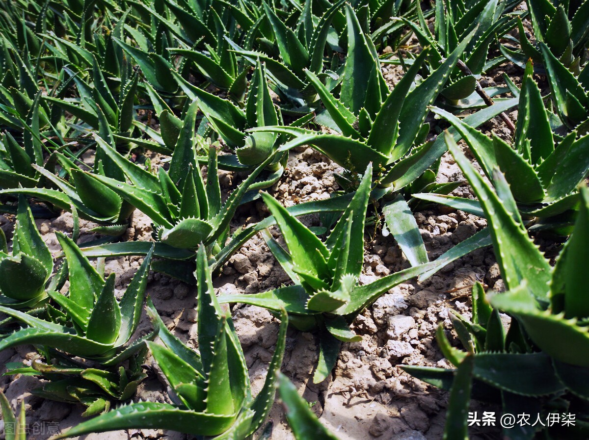 芦荟种植效益怎样,芦荟种植亩产多少斤