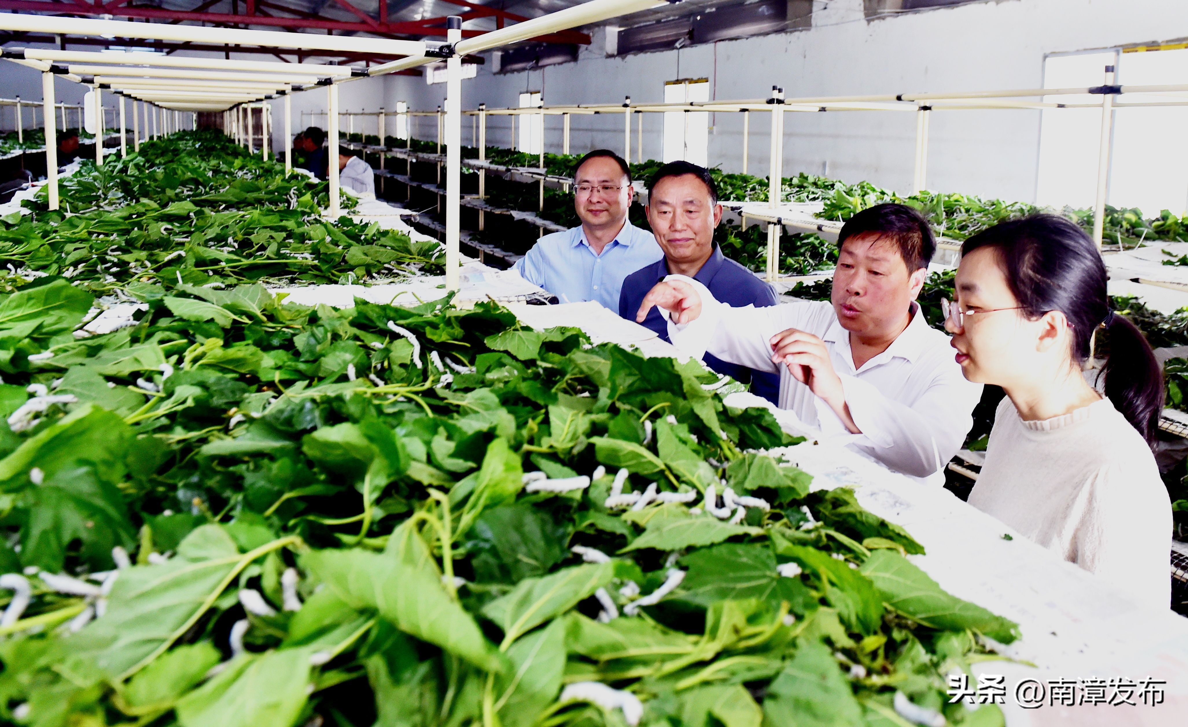 学习强国丨湖北南漳：小蚕共育送到户铺就致富“新丝路”