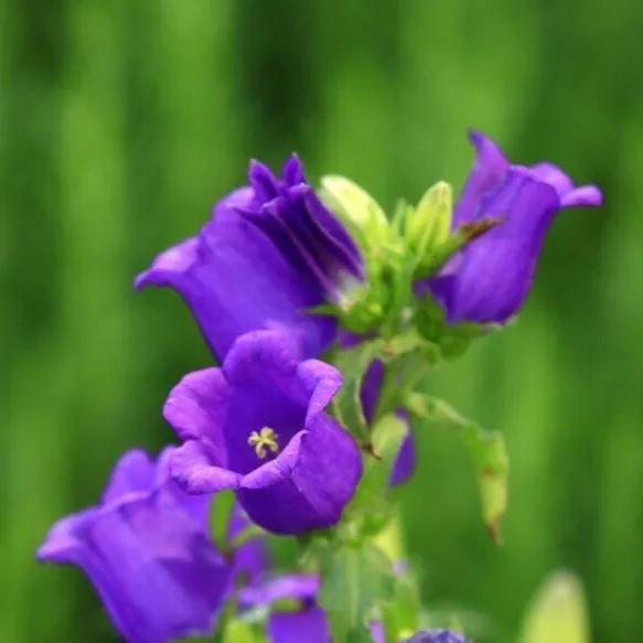 春夏之交，越来越多的花含苞欲放，这一百种娇媚蓓蕾真是美不胜收