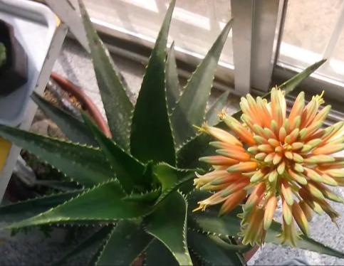 代表着和平的植物为什么是橄榄枝,橄榄枝是什么植物