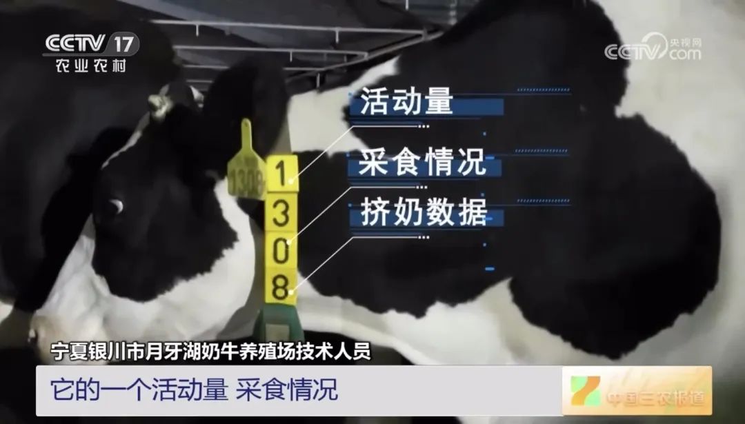 快来围观！坐着“旋转木马”挤奶的“牛”场面你见过吗？