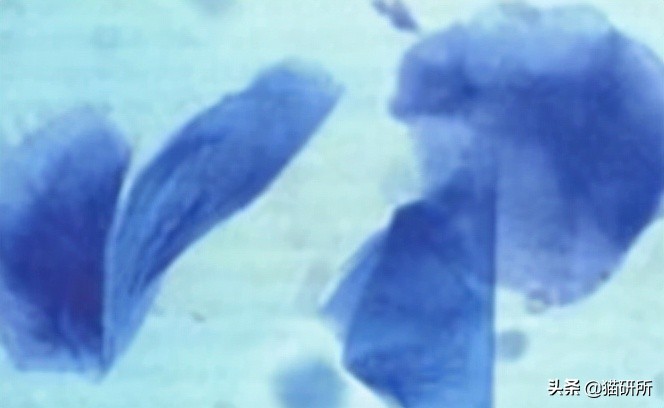 猫咪做了绝育还发腮吗,猫咪做了绝育还乱尿吗