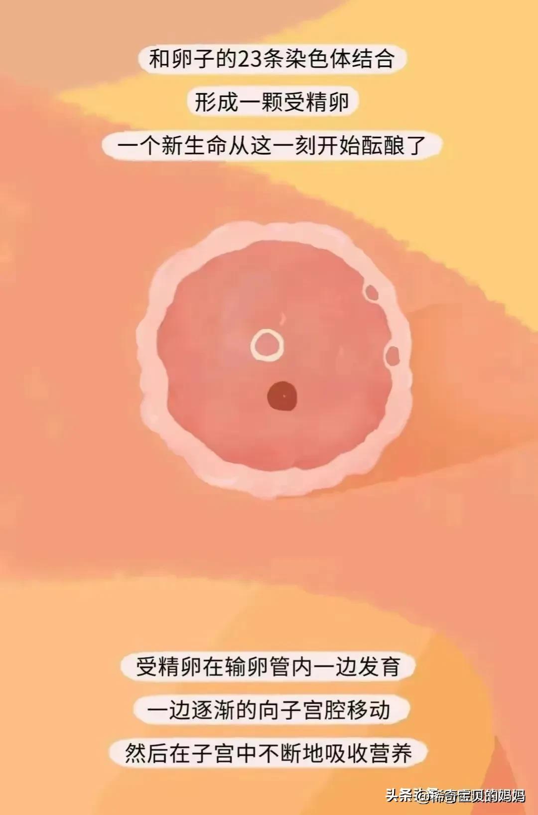 “小蝌蚪＂进入女性体内的全过程