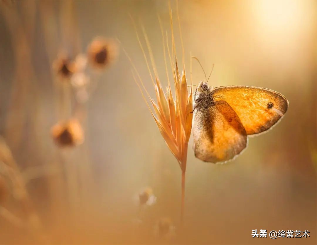 微距镜头之下的苍蝇,苍蝇微距拍摄