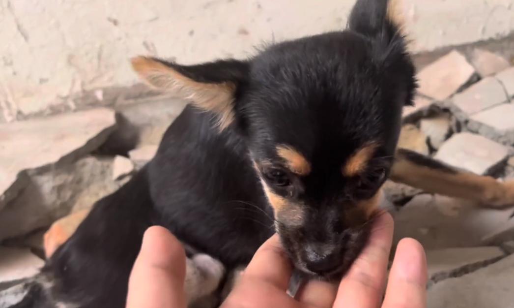 仅4，5个月大的吉娃娃，却因被人故意打伤，余生注定只能一直跪着