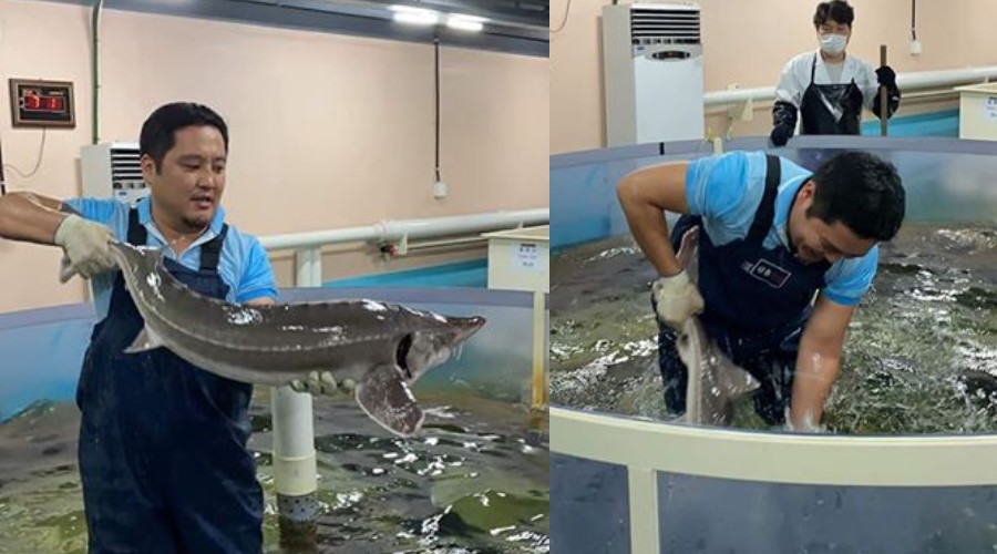 为什么蒙古人都去韩国,为什么韩国人和蒙古人很深的渊源