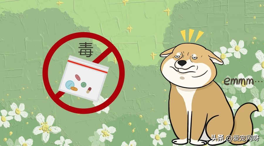 治狗狗拉稀的药,狗狗拉稀怎么办可以吃鱼肝油吗