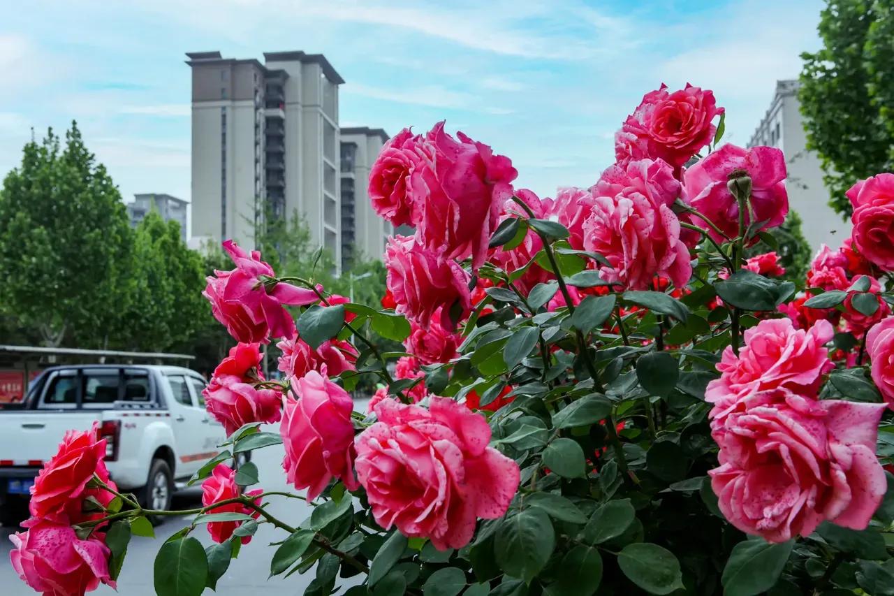 重庆国际象棋锦标赛,中国重庆国际象棋协会