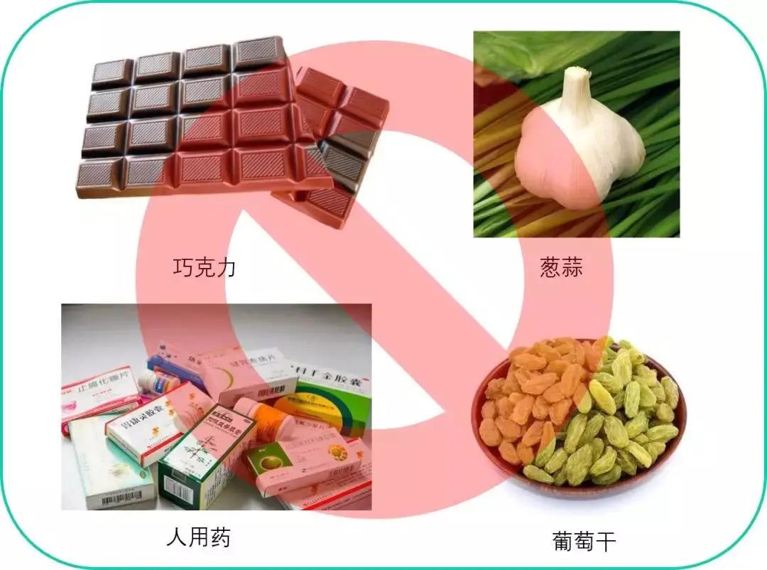 猫咪中毒了该怎么救,猫咪中毒怎么解救