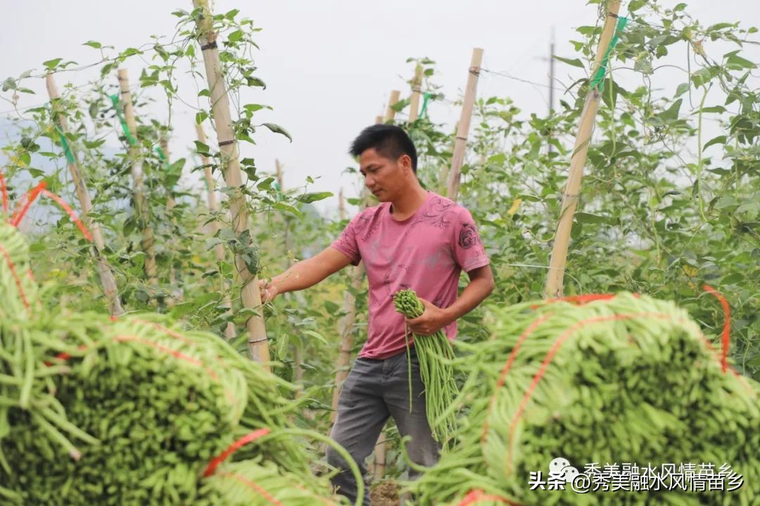 如何以蔬菜产业带动农民增收,蔬菜种植庭院经济助力乡村振兴