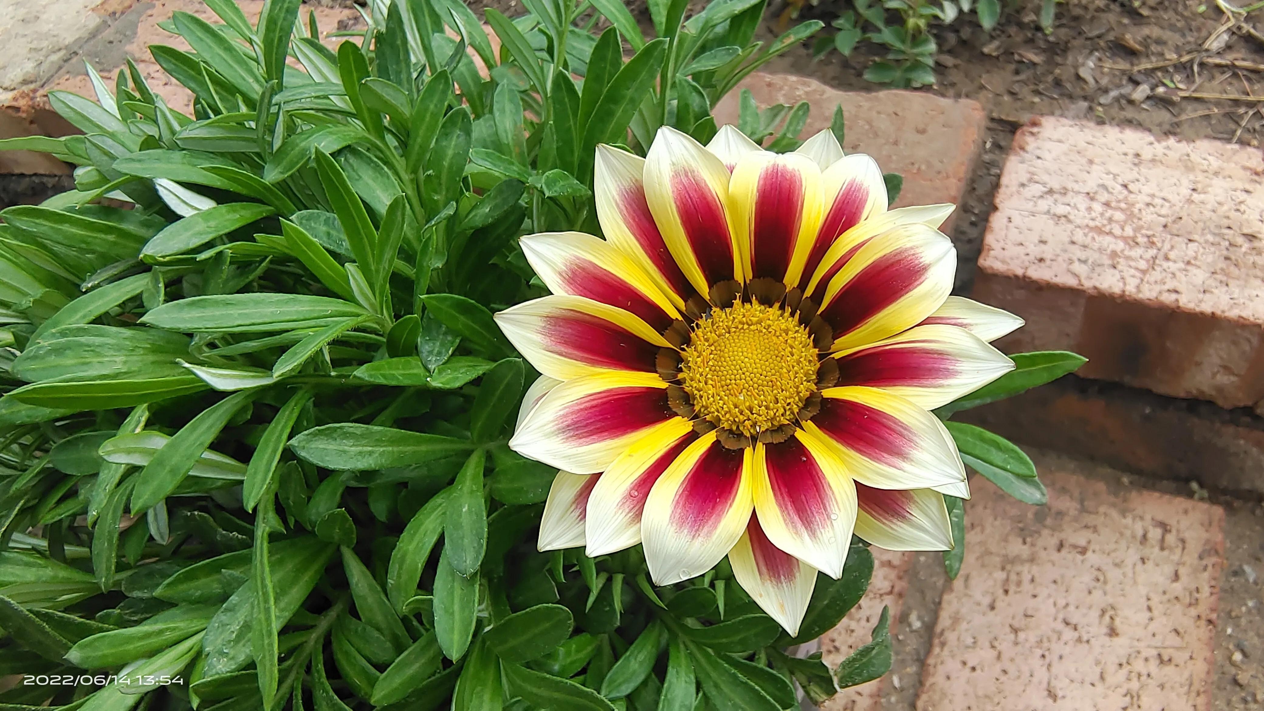 枯萎的勋章菊怎么处理,勋章菊枯萎