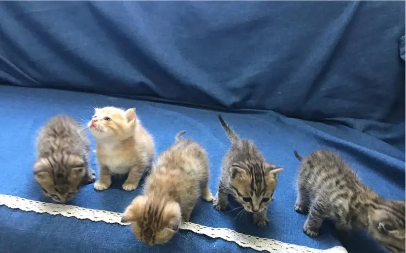 为何母猫在交配后，要转头攻击雄性？老虎舌头的倒刺又有什么用？