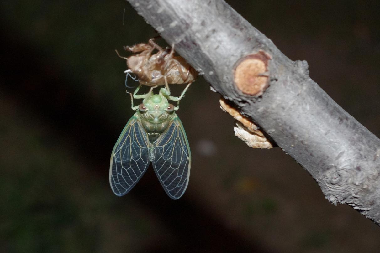丽水知了每斤卖400元,丽水市民抓知了卖260元一斤