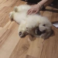 松狮犬突然不吃狗粮怎么办,松狮犬突然不吃狗粮怎么回事