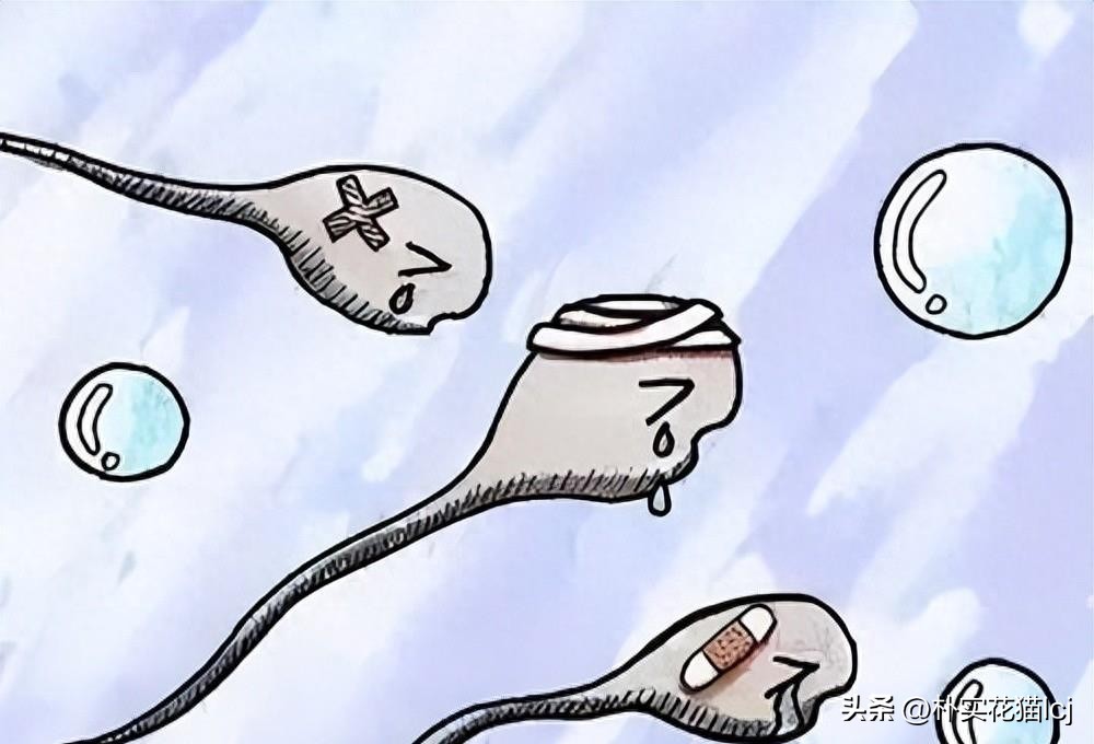精子受孕未成功后去哪了,没有成功受孕的精子都去哪里了
