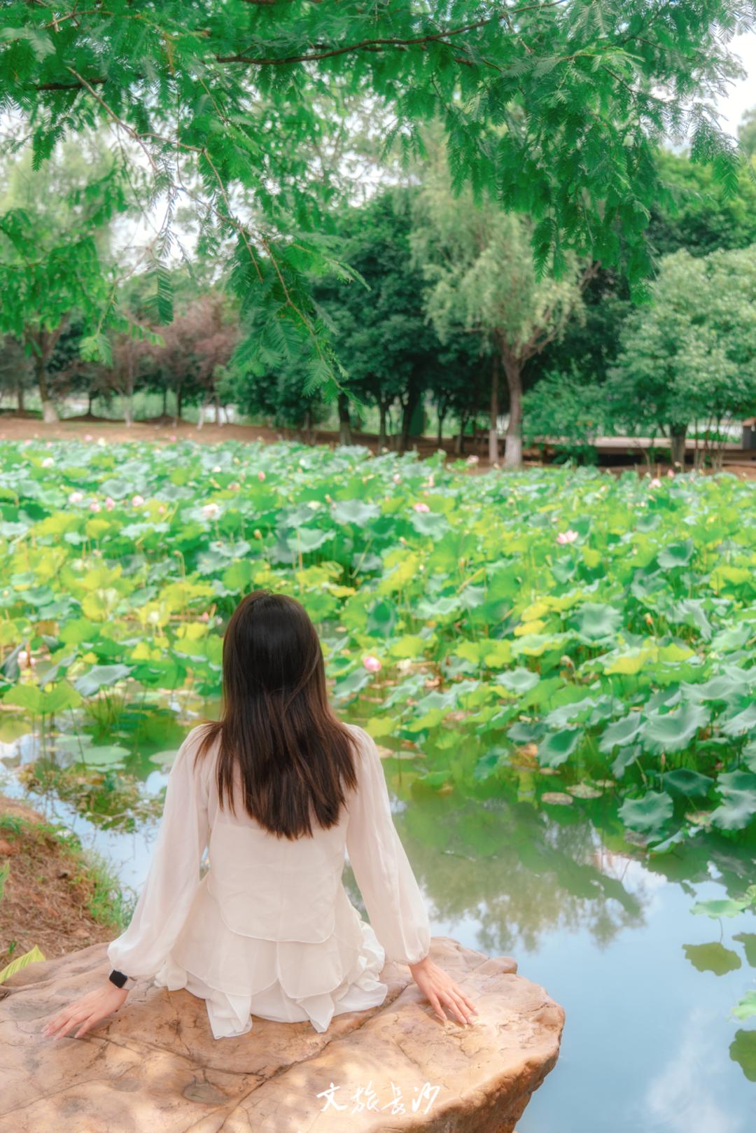 长沙赏秋去哪里,长沙第一波赏荷地图