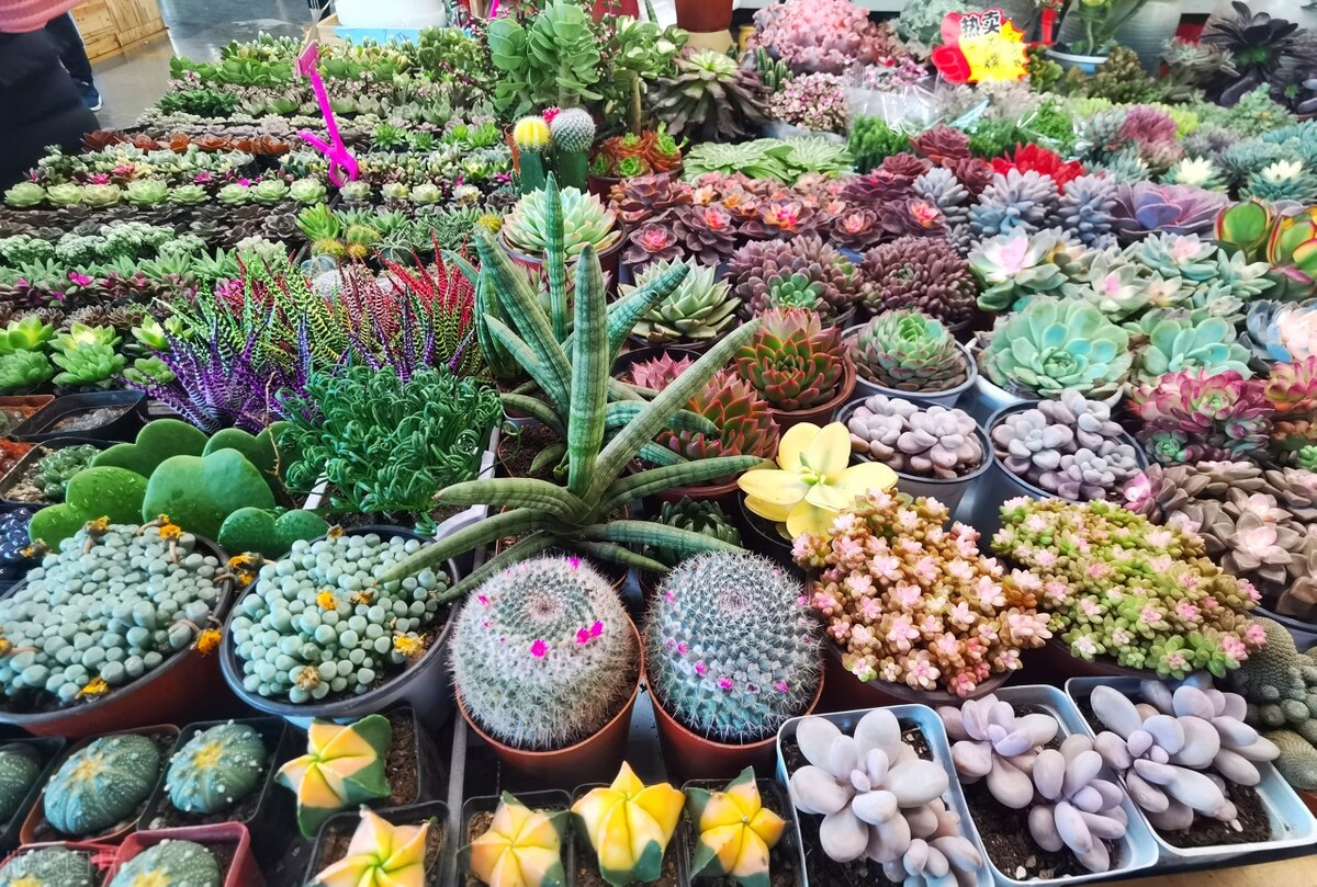 去云南昆明旅游攻略必去景点,云南的昆明旅游攻略必去景点顺序