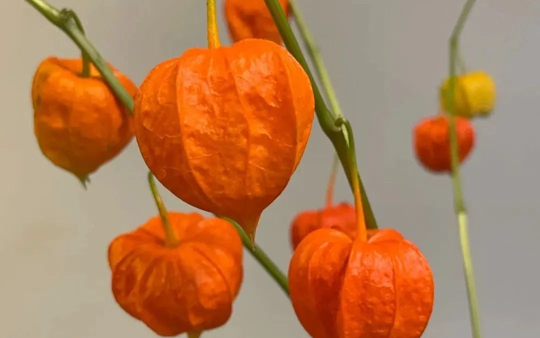 新手必看鲜花养护攻略,鲜花在水里能养几天会死