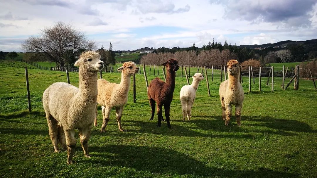 写给不被疫情束缚的心:用文字“云”游新西兰全境