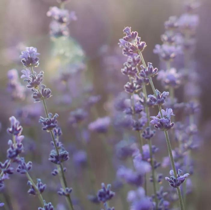 香氛精油护肤推荐哪款好用,精油护肤保持年轻