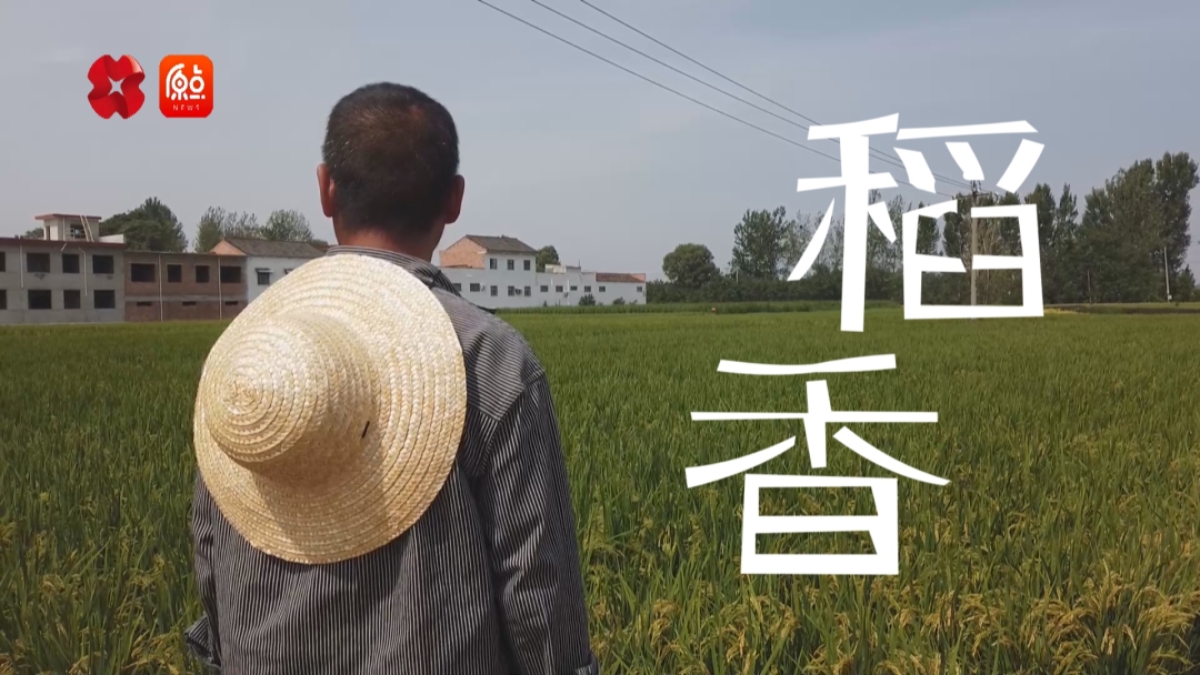 你好我的城|稻香