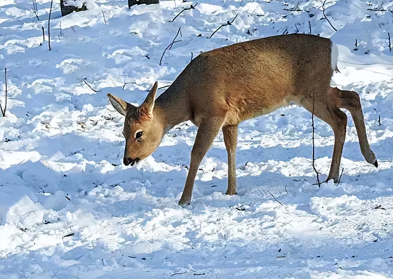 内蒙古罕见的白狼,内蒙古白狍子