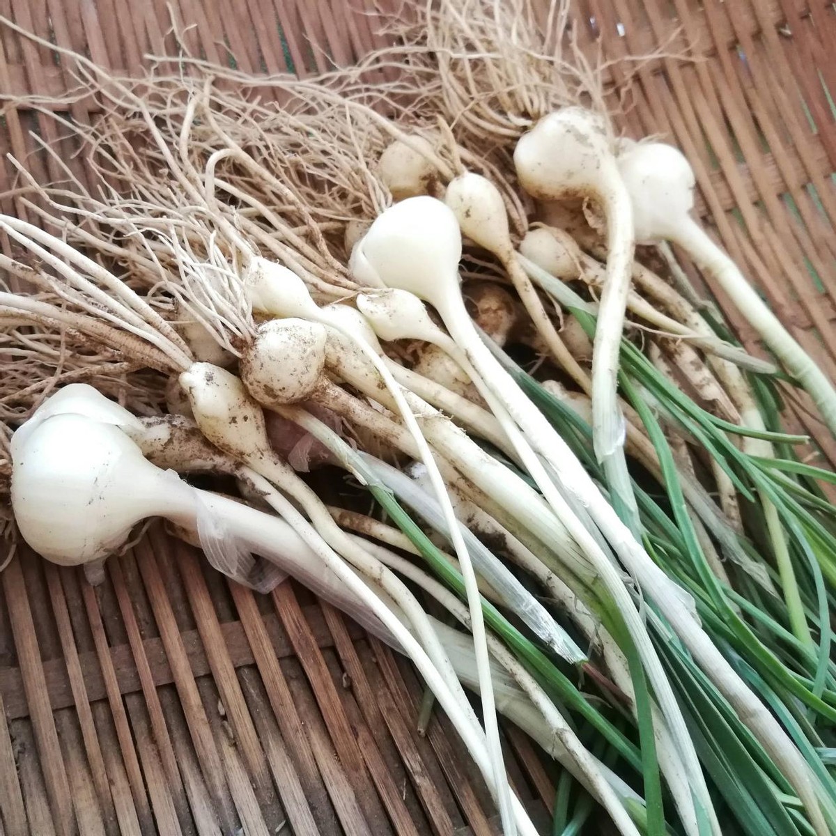 农村的五大怪象看看你知道吗,盘点河南十大怪菜