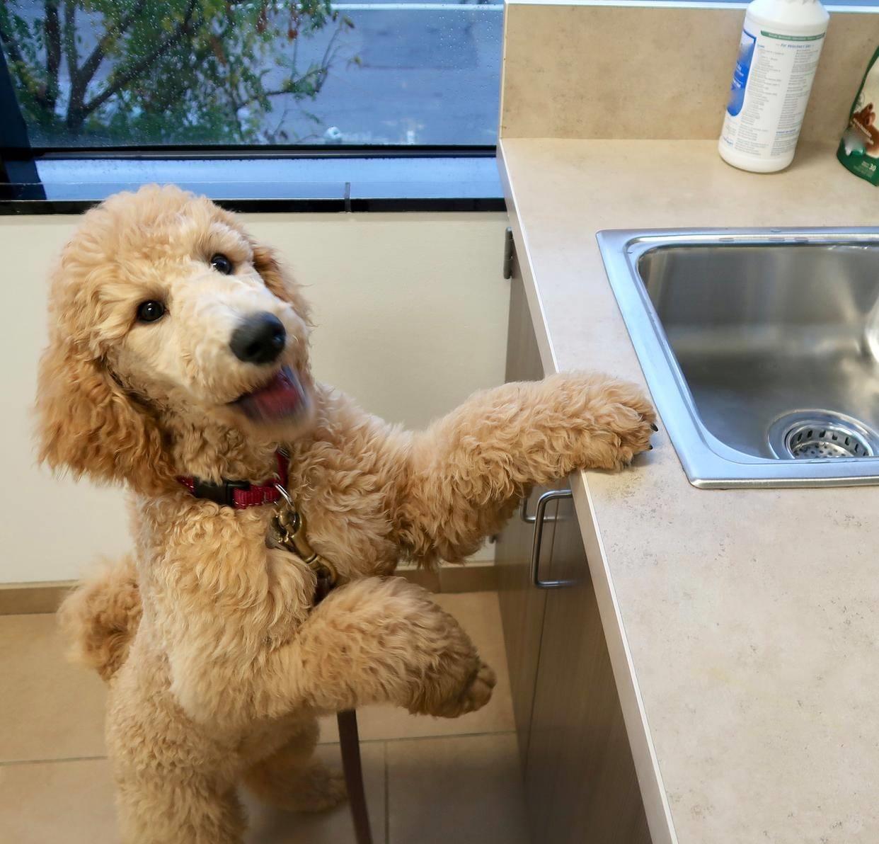 泰迪牙齿快要掉了能拔掉么,泰迪4个月牙齿长什么样子