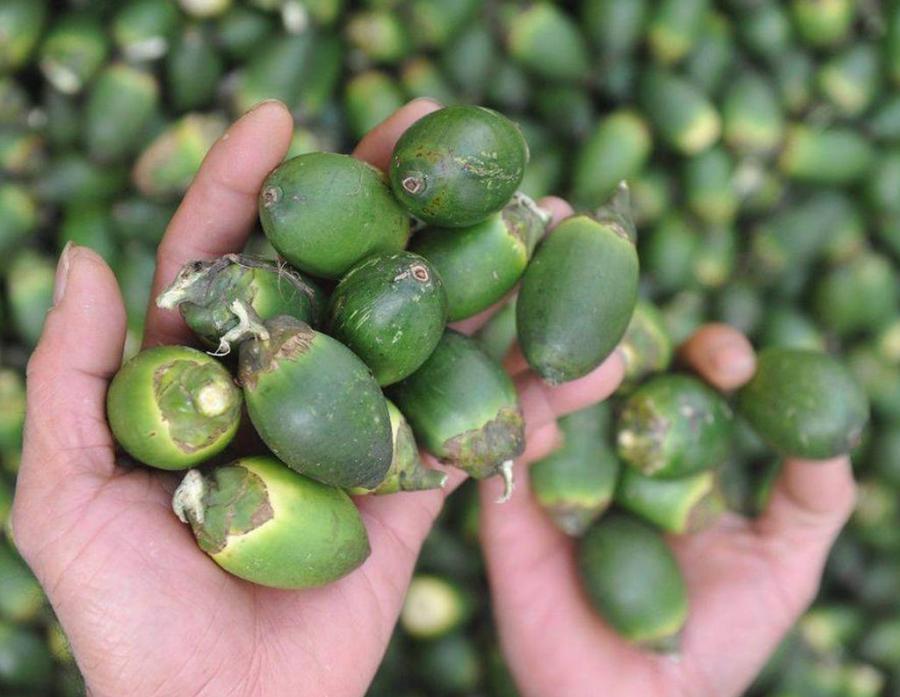 槟榔危害科普,槟榔危害性有多大安全性又有多大