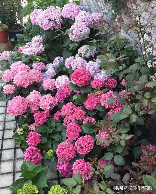 阳光染花颜，清露润芳心，倾情一绽为君开，只盼君再来