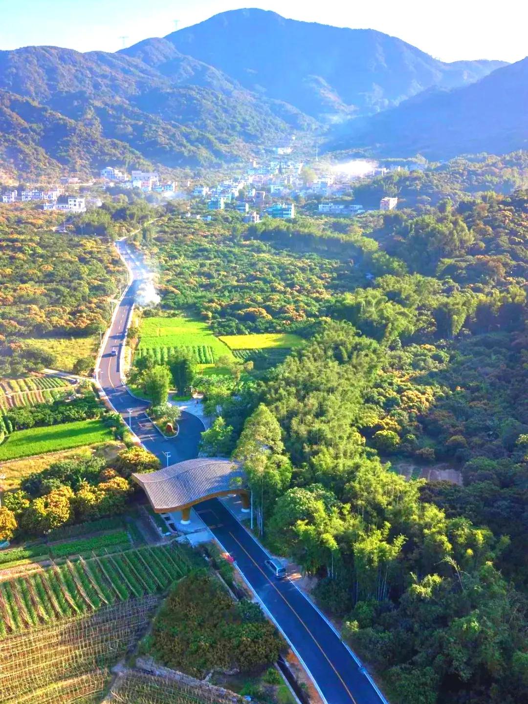 广州摘荔枝一日游最佳路线,从化自驾游荔枝采摘园