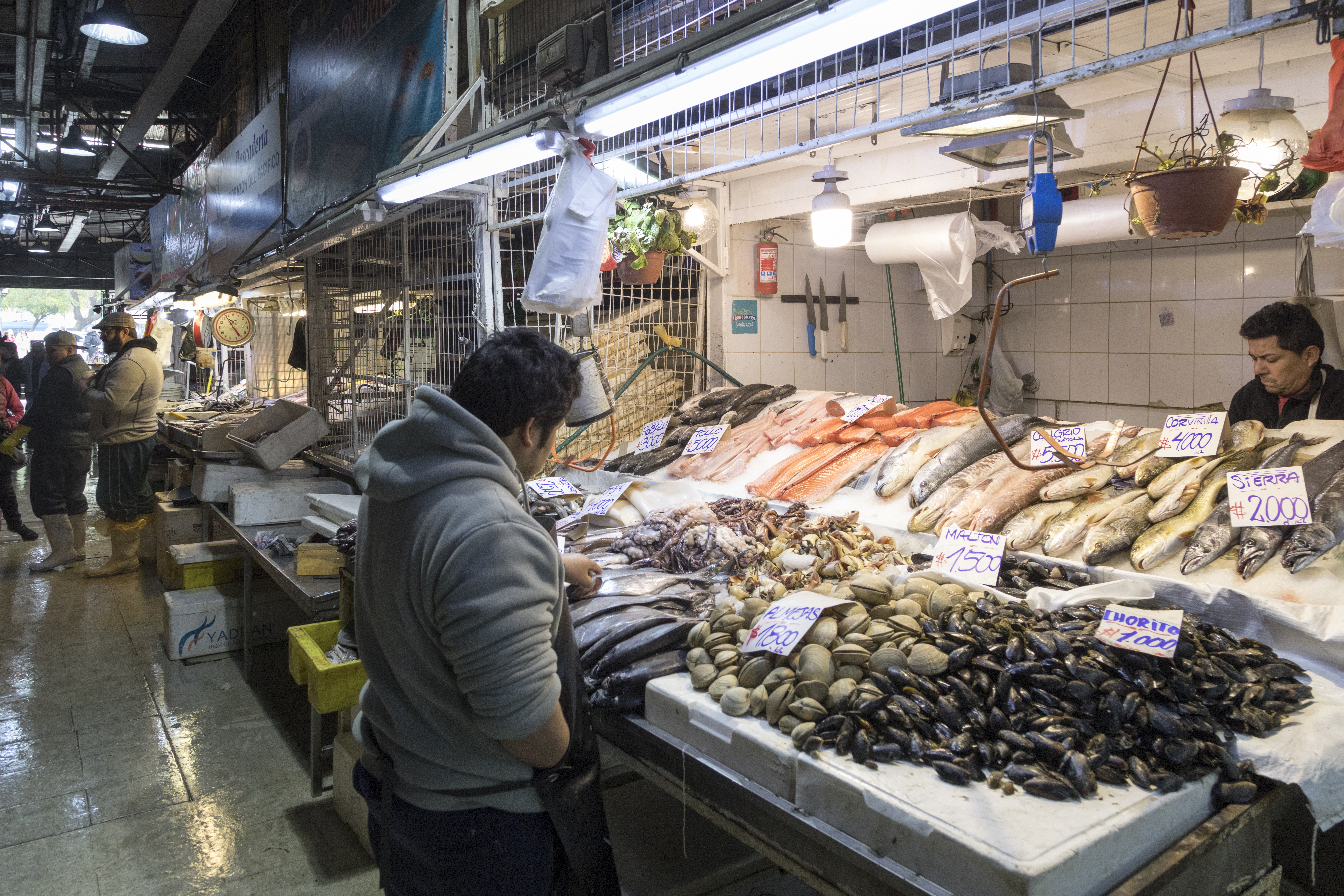 智利的海鲜便宜吗,智利海鲜市场