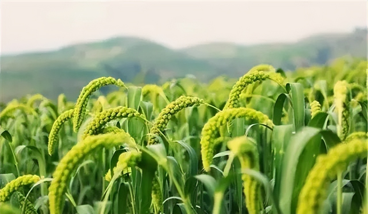 谷子的种植技术与管理课件,旱地谷子种植技术规范