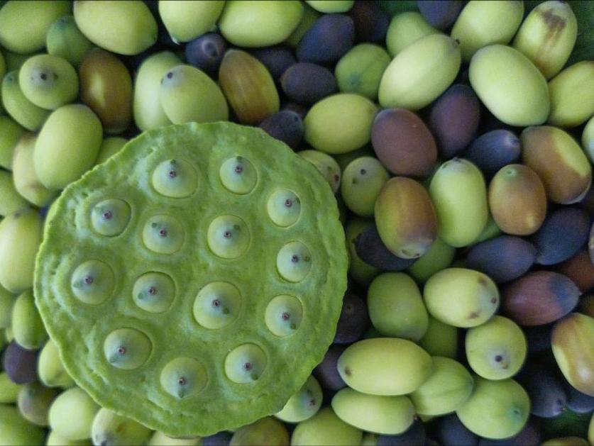 鲜莲子怎么保存,鲜莲子冷冻保存多久