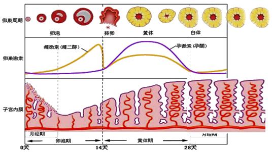 怕她不来又怕她乱来的文案,怕她不来又怕她乱来出处