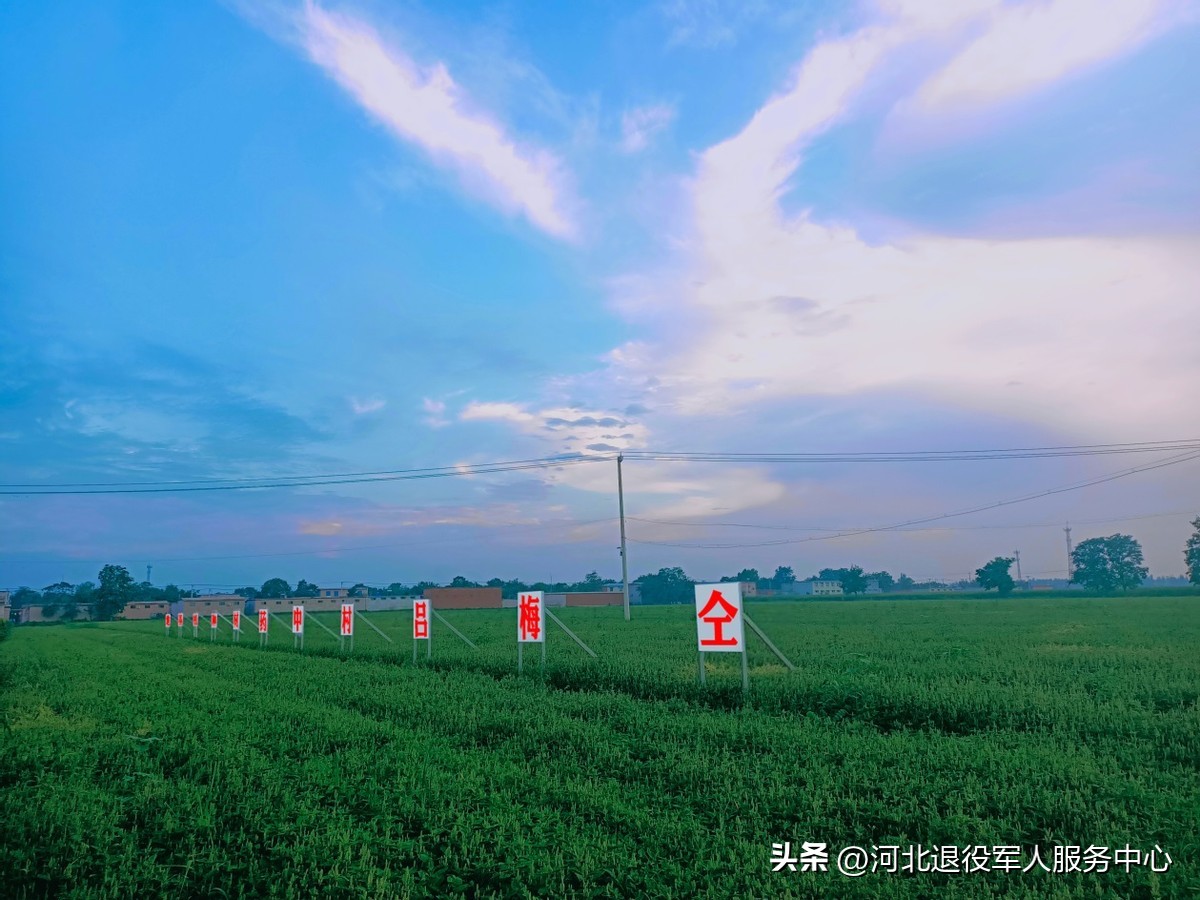 壮大集体经济实现乡村振兴——记元氏县南因镇仝梅吕村“兵支书”仝亚辉