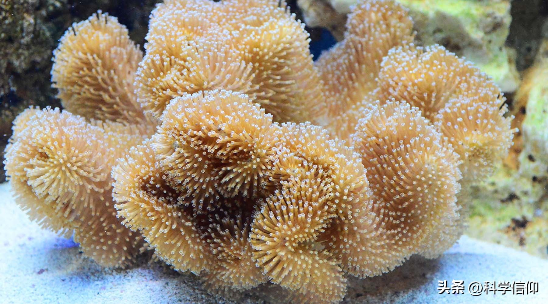 珊瑚白化是因为珊瑚老化,最新珊瑚白化现象