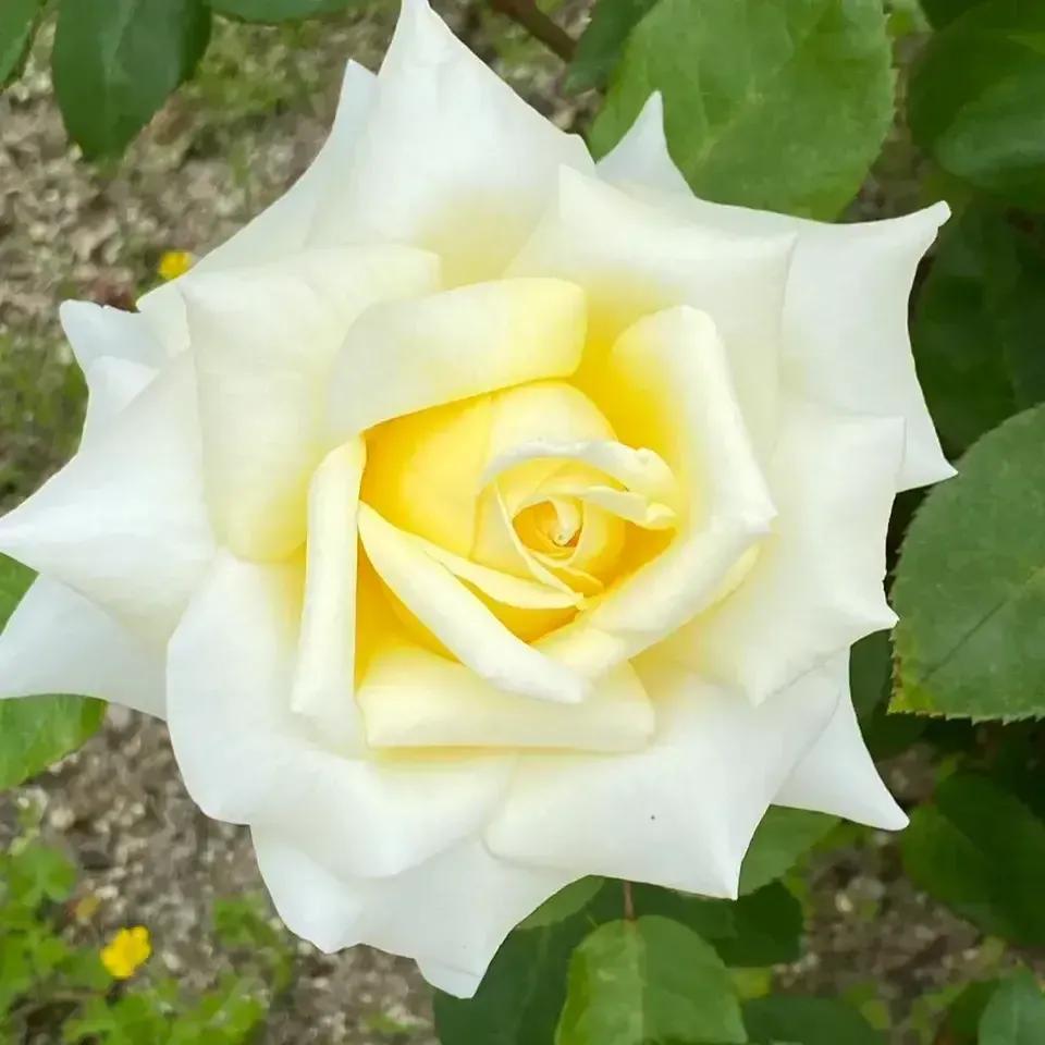 头条新手创作注意事项,头条创作注意哪些事项