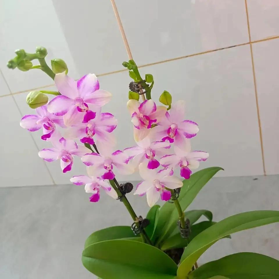 4种贵气花越养越旺家,家养3种富贵花福气好运挡不住