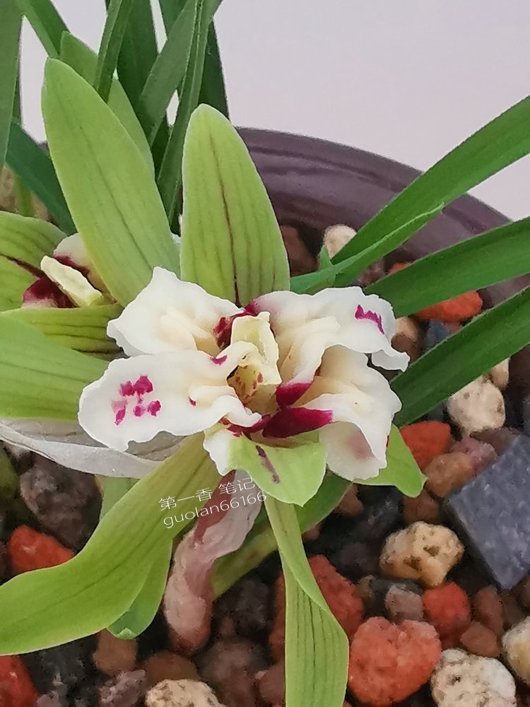 花开欣赏,春兰四喜蝶图片欣赏