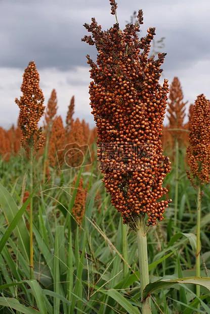 高粱品种图片大全,高粱乌米图片