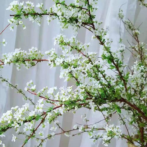 干枝遇水是什么原因,干枝遇水开花什么原理