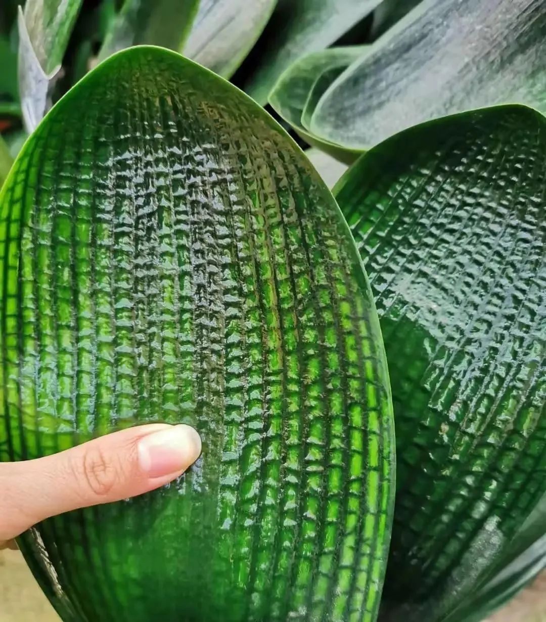 花卉市场如何挑选君子兰才能开花,目前花市卖的君子兰是什么品种