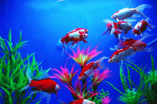 蓝色海景壁纸图片大全,海景壁纸4k超清全面屏