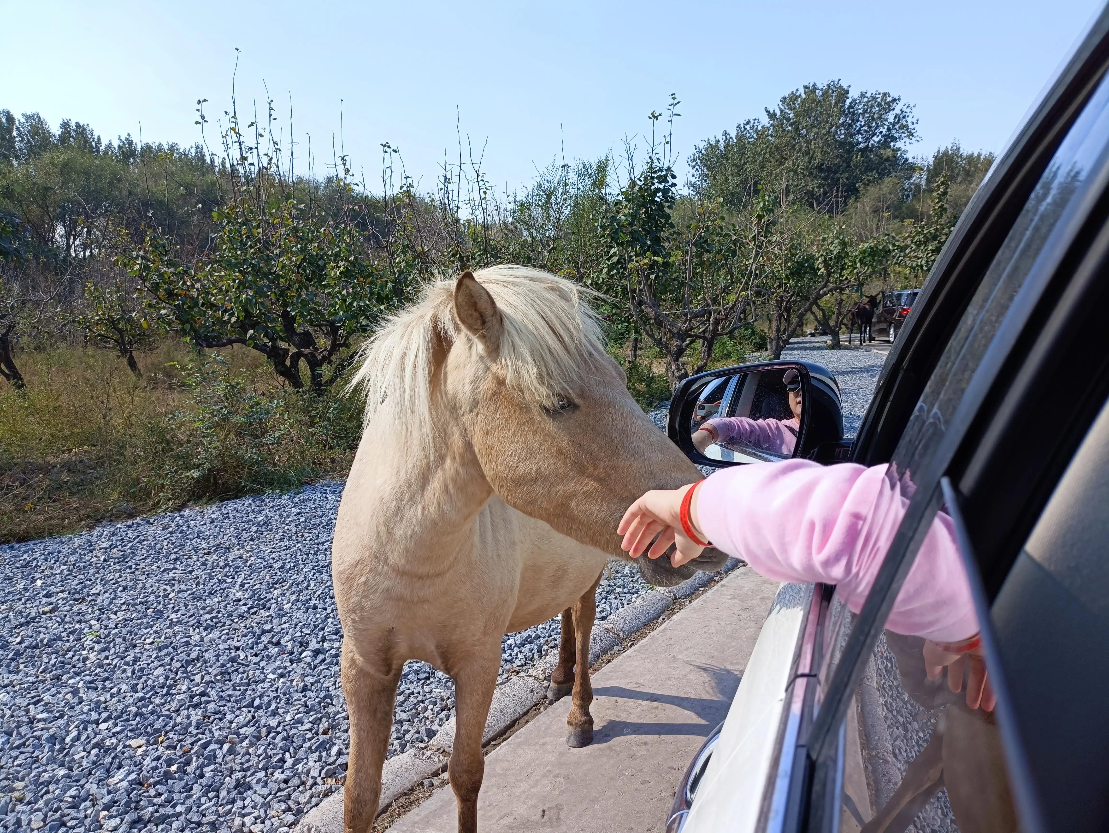 北京动物园和北京野生动物园区别,北京野生动物园狗妈妈和老虎狮子